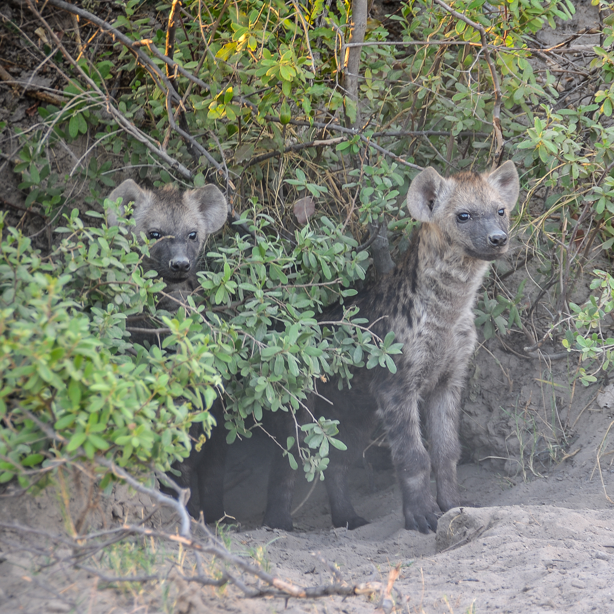 Hyènes tachetées juvéniles (Spotted hyaenas, Crocuta crocuta) au bord de leur terrier, Shinde, Delta de l'Okavango, Botswana.